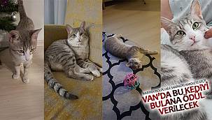 Van'da bu kayıp kediyi bulana ödül