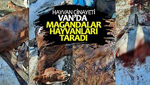 Van'da hayvan cinayeti - Van'da Magandalar hayvanları taradı
