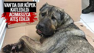 Van'da köpeği katlettiler - Ağzına tüfekle sıktılar