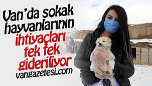 VanHaber | Van’da sokak hayvanlarının ihtiyaçları tek tek gideriliyor