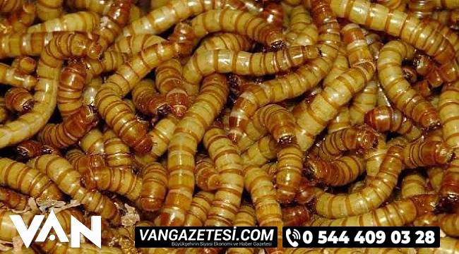Vanlılar un kurdu yemek olarak yer mi? Artık sofralarda olacak