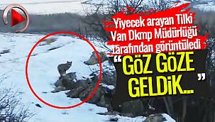 Yiyecek arayan Tilki Van Dkmp Müdürlüğü tarafından görüntüledi