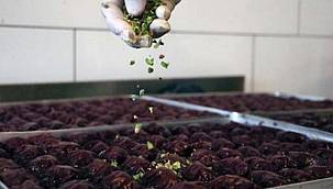 Mor Baklava üretildi - Tamamen doğal işte tarifi