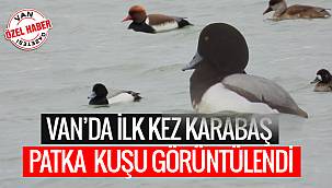 Van'da İlk Kez KARABAŞ PATKA KUŞU Görüntülendi