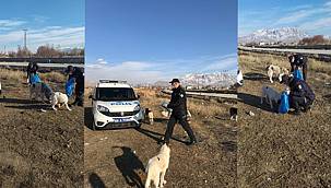 Van’da Sokak Hayvanların İmdatlarına, Polis Memurları Yetişti - Videolu