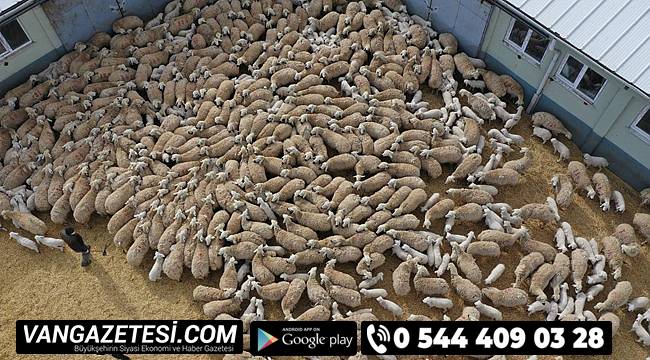 500 koyun ve 650 kuzu anneleriyle buluştu – Görülmeye değer görüntü