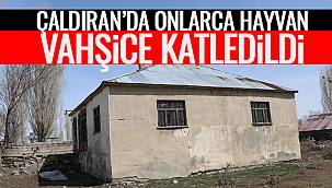 Çaldıran'da Onlarca Hayvan Vahşice Katledildi