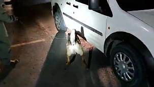 Van'da 100 paket halinde toplam 51 Kilo 561 Gram Eroin Maddesi