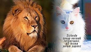 Van'ın gerçek simgesi ASLAN mı? Yoksa Kedi mi? Van Haber