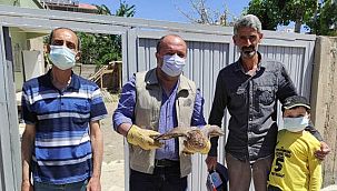 Van’da Arı Şahini bulundu
