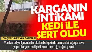 Karganın intikamı kedi ile sert oldu