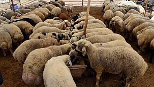 Kurban Bayramı'na sayılı günler kala kurbanlık fiyatları belli oluyor