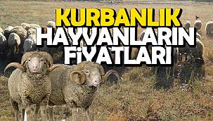 Van'da Kurbanlık Hayvanların fiyatları düştü