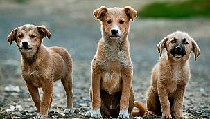  Hayvanları Koruma Kanunu'nu Meclis Başkanlığı'na sunuldu