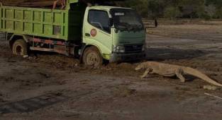 Endonezya'da 5,700 Komodo ejderi turizmi