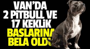 Van'da 2 pitbull ve 17 Keklik başlarına bela oldu