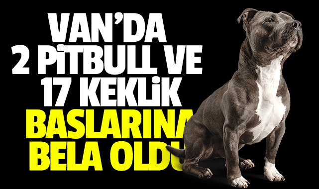 Van'da 2 pitbull ve 17 Keklik başlarına bela oldu
