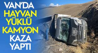 Son dakika Van Haber! Van'da hayvan yüklü kamyon kaza yaptı