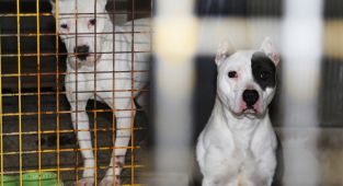 Van'da Pitbull köpeği koruma altına alındı 