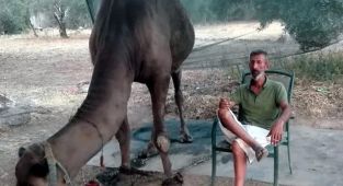 Devesi tarafından öldürüldü