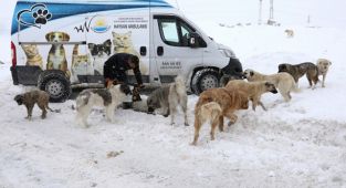 Yavru köpekleri ve anneleri için yuva