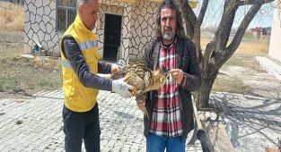 Van'da nesli tükenmekte olan balaban kuşu tedavi altına alındı