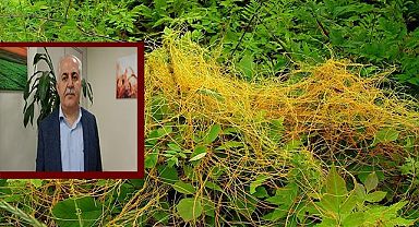 Müdür Görentaş’tan çiftçilere küsküt yabancı otu uyarısı