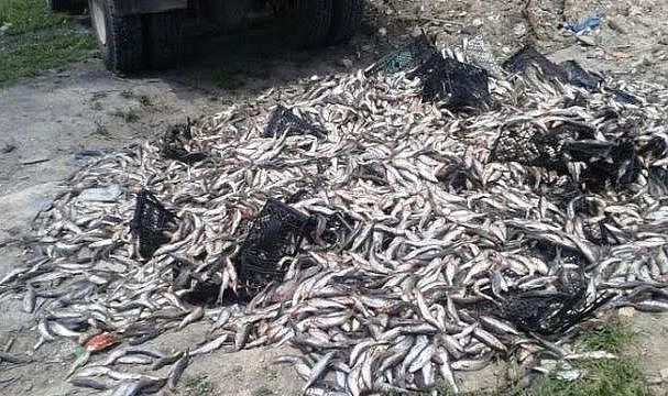 Van’da 18 ton kaçak avlanmış balık ele geçirildi