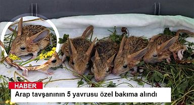 Arap tavşanının 5 yavrusu özel bakıma alındı