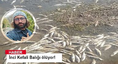 İnci Kefali Balığı ölüyor!
