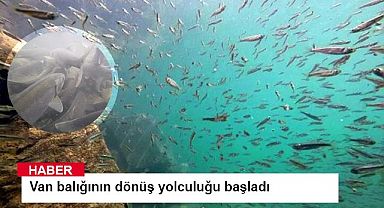 Van balığının dönüş yolculuğu başladı 