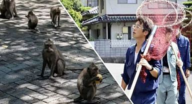 Maymunlar Japonya'da halka saldırıyor!