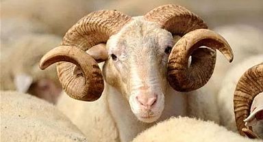 Uzmanından kurban kesiminde dikkat edilmesi gereken kurallar