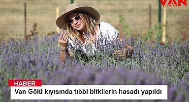 Van Gölü kıyısında tıbbi bitkilerin hasadı yapıldı