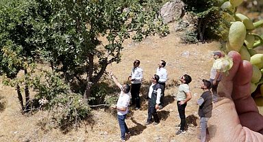Çatak’taki Bıttım (Menengiç) Ağaçları vatandaşların geçim kaynağı haline geldi