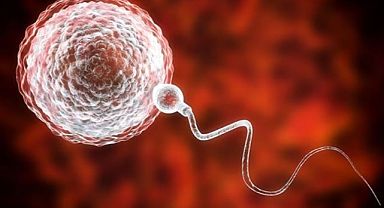 Erkeklerde Sperm kalitesi ve sorunları 
