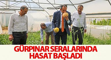Gürpınar seralarında hasat başladı