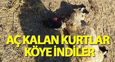 Aç kalan kurtlar sürüye saldırdı: 28 koyun telef oldU