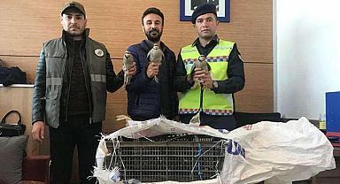 Erciş otogarında 7 adet kınalı keklik ele geçirildi