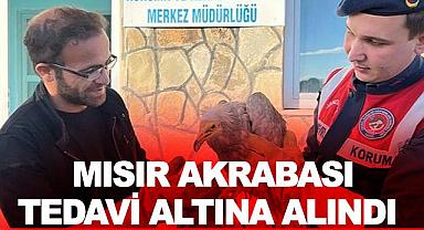Mısır akbabası tedavi altına alındı 