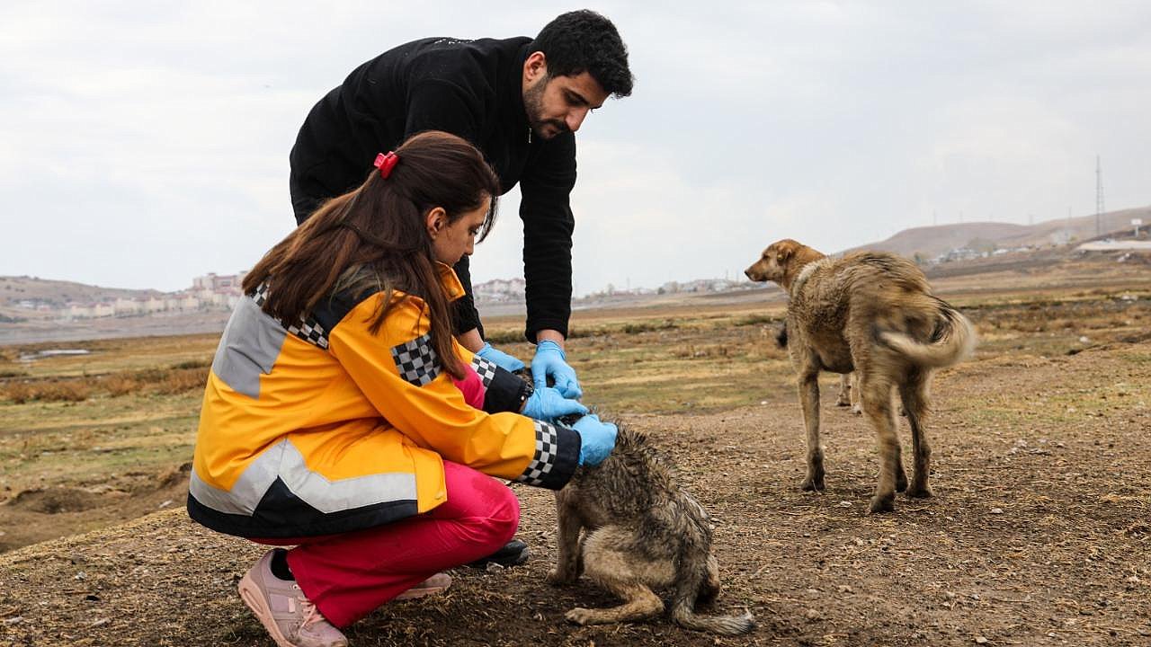 SOKAK KÖPEKLERİ 'MİKROÇİP' İLE KAYIT ALTINA ALINIYOR