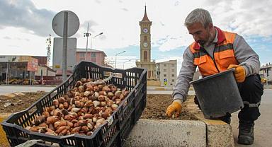 VAN'DA 54 BİN LALE SOĞANI DİKİLDİ