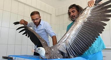 Yaban hayvanları yeniden yaşam buluyor