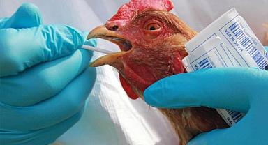 İki ilde kuş gribi alarmı: 6.5 milyon kanatlı hayvan itlaf edildi
