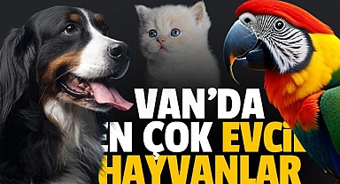Van'da En Çok Hangi Hayvan Besleniyor?