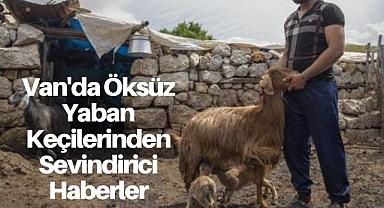 Van'da Öksüz Yaban Keçilerinden Sevindirici Haberler