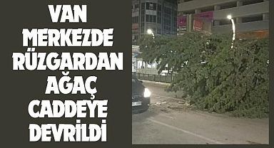 Van'da Şiddetli Rüzgardan Ağaç Caddeye Devrildi