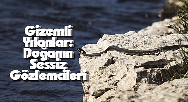 Gizemli Yılanlar: Doğanın Sessiz Gözlemcileri