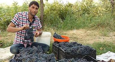 Van Erciş'te Asırlık üzüm bağı bozulmasın diye ev yapmadı