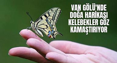 Van Gölü'nde Doğa Harikası Kelebekler Göz Kamaştırıyor